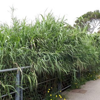 Sanremo: scarsa manutenzione sulla pista ciclabile, la lamentela di un lettore (Foto)