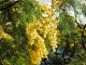 Festa della donna, Coldiretti, "La mimosa a rischio per il clima impazzito" Festa della donna, Coldiretti, "La mimosa a rischio per il clima impazzito"