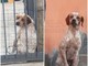 Sanremo: smarrito in località Beuzi il cane 'Spike', l'appello dei proprietari per chi lo avesse visto (Foto)