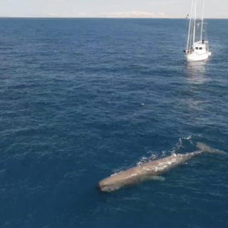 I 16 Comuni costieri fanno squadra per il Santuario dei Cetacei: nasce il progetto ‘Costa Balenae’