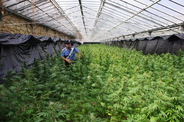 Sanremo: maxi serra adibita a piantagione di marijuana sequestrata dai Carabinieri, arrestati tre uomini