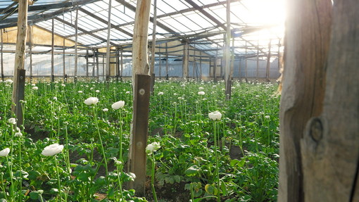 Agricoltura: stanziati Regione Liguria 2,1 milioni di euro per avvio imprese di giovani agricoltori. Al via bando dal 17 settembre Agricoltura: stanziati Regione Liguria 2,1 milioni di euro per avvio imprese di giovani agricoltori. Al via bando dal 17 settembre