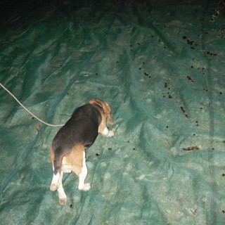 Due cani da caccia intrappolati in un cunicolo ad Aigovo, salvati dai Vigili del Fuoco di Sanremo