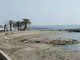 Ricorso di EARTH al Tar contro il divieto di accesso dei cani alle spiagge: il Comune di Santo Stefano si costituisce Ricorso di EARTH al Tar contro il divieto di accesso dei cani alle spiagge: il Comune di Santo Stefano si costituisce