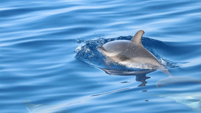 Tra vele e cetacei. Delfini Del Ponente presenta la mostra fotografica "I Giganti del Mar Ligure"