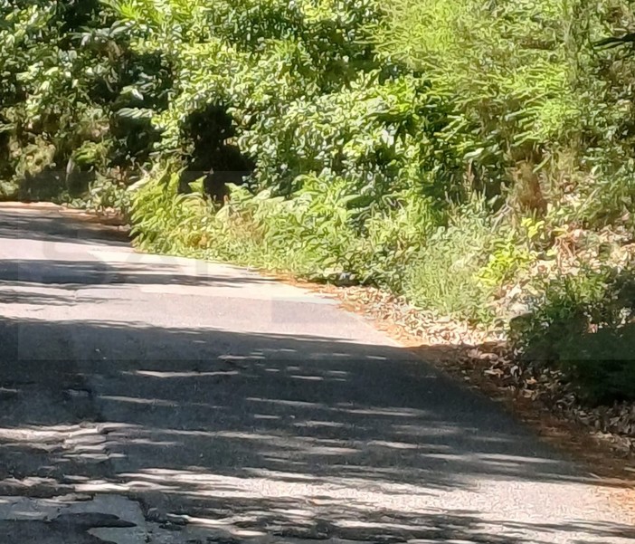 Sanremo: il Comune affida alla cooperativa 'L'Ancora' il lavoro di sfalcio delle strade provinciali, appalto da 11.684 euro