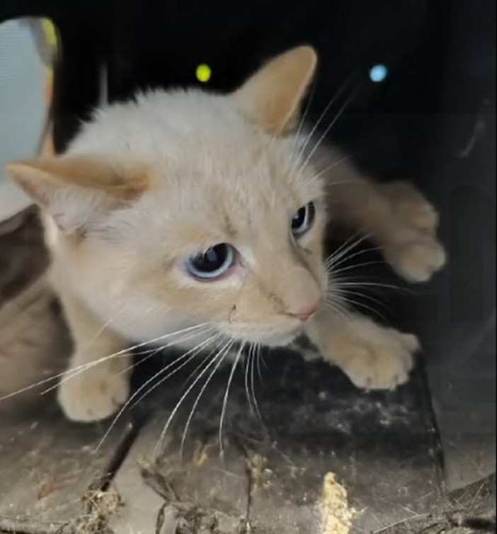 Sanremo: gatto finisce in un'intercapedine in via Tivoli, salvato dall'intervento dei Vigili del Fuoco (Video) Sanremo: gatto finisce in un'intercapedine in via Tivoli, salvato dall'intervento dei Vigili del Fuoco (Video)