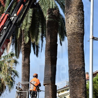 Sanremo: cresce la preoccupazione in zona Foce per la grande morìa di palme degli ultimi tempi Sanremo: cresce la preoccupazione in zona Foce per la grande morìa di palme degli ultimi tempi