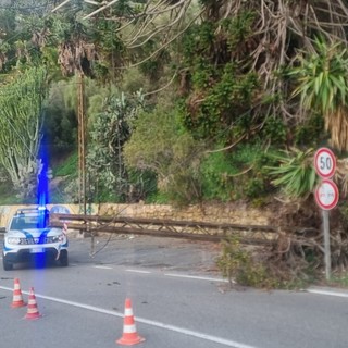 Bordighera: crolla un traliccio sull'Aurelia di fronte ai Giardini Pallanca, intervento dei VVF