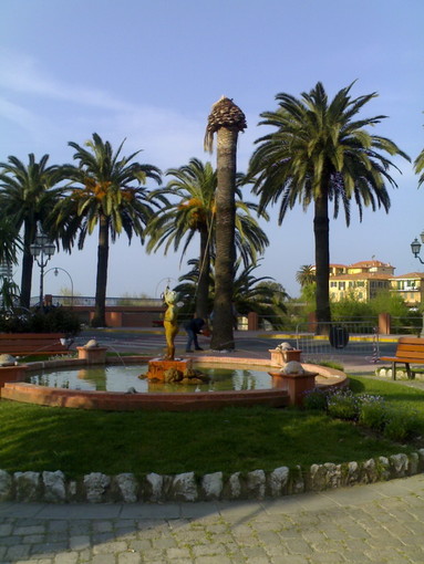 Sanremo: il Comune da il via all'operazione 'Gerico', 16mila piante per 'ripopolare' le palme in città Sanremo: il Comune da il via all'operazione 'Gerico', 16mila piante per 'ripopolare' le palme in città