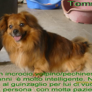 Lega del Cane: ecco i cani da adottare ad Imperia