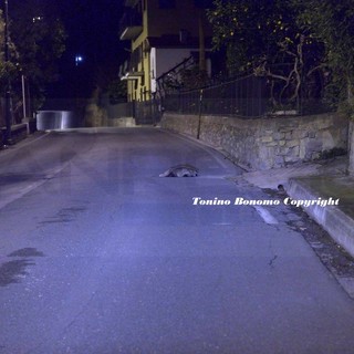 Sanremo: tasso investito ed ucciso questa notte in strada Senatore Ernesto Marsaglia (Foto)