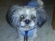 Sanremo: smarrito ieri in Valle Armea Tobia, un piccolo cane Shtzu, l'appello del proprietario Sanremo: smarrito ieri in Valle Armea Tobia, un piccolo cane Shtzu, l'appello del proprietario