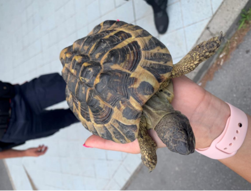 Ceriale: la Polizia Stradale di Imperia salva una tartaruga in autostrada, era arrivata da qualche campagna (Foto) Ceriale: la Polizia Stradale di Imperia salva una tartaruga in autostrada, era arrivata da qualche campagna (Foto)