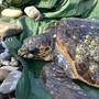 Tartarughe Caretta caretta, record di avvistamenti a giugno: cresce l’attesa per i primi nidi