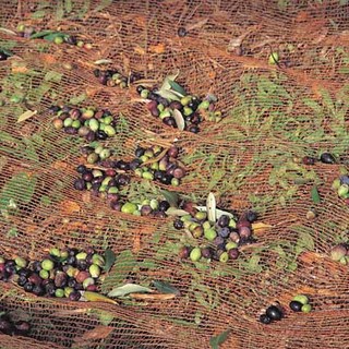 La proposta di DOP del Comitato 'Salvataggiasca' non convince il Comitato Promotore dell'Oliva Taggiasca