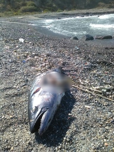 Sanremo: tonno lungo un metro trovato stamattina 'spiaggiato' sulla caletta della spiaggia di Capo Verde