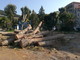 Ventimiglia: domani raccolta libera del legname ai giardini pubblici ‘Tommaso Reggio’ per i cittadini