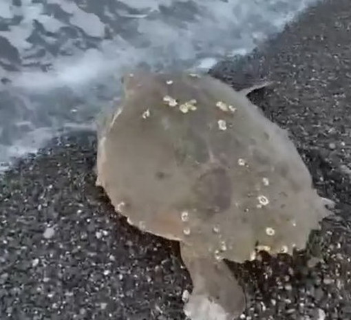 Bordighera: tartaruga 'Caretta caretta' avvistata nei giorni scorsi sulla spiaggia (Video)