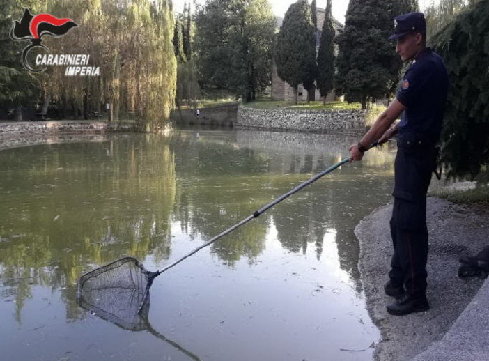 Trovate dai Forestali tre tartarughe appartenenti a specie pericolose nel laghetto di Lucinasco (Foto) Trovate dai Forestali tre tartarughe appartenenti a specie pericolose nel laghetto di Lucinasco (Foto)