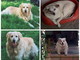 I due cani, Maya e Ben I due cani, Maya e Ben