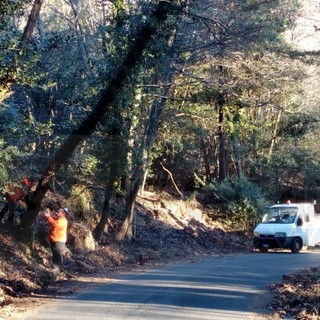 Perinaldo: alberi pericolanti a causa del vento, tre agenti della Provinciale si 'armano' di motoseghe e risolvono in 4 ore (Foto)