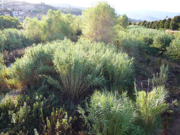 Imperia: situazione del torrente Prino, la preoccupazione di un nostro lettore