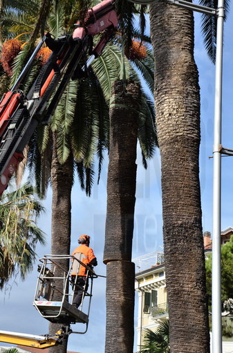 Sanremo: cresce la preoccupazione in zona Foce per la grande morìa di palme degli ultimi tempi Sanremo: cresce la preoccupazione in zona Foce per la grande morìa di palme degli ultimi tempi