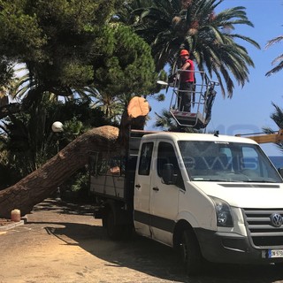 Sanremo: rimosso l'albero caduto ieri sera sulla passeggiata dell'Imperatrice (Foto)