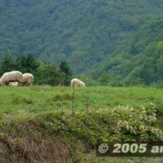 Mendatica: nel prossimo weekend si svolge la 6a edizione della Festa della Transumanza