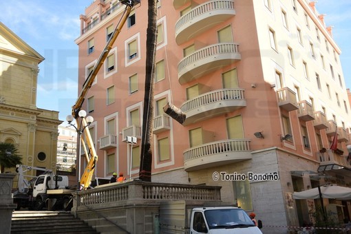 Sanremo: abbattuta in via Matteotti vicino al Casinò l'ennesima palma colpita dal 'Punteruolo Rosso'