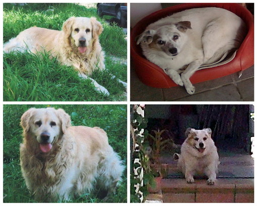 I due cani, Maya e Ben I due cani, Maya e Ben
