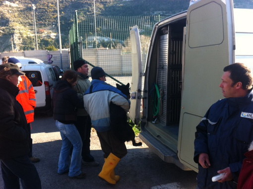 Ventimiglia: trasferimento degli animali dal Canile a Sanremo, le domande di Eugenia