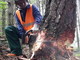 Maggio, mese denso di impegni per la Scuola Forestale di Ormea: svolto il 'Cantiere forestale didattico'