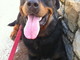 Enpa di Sanremo: il cagnolone Tyson Vi aspetta al canile Enpa di Sanremo: il cagnolone Tyson Vi aspetta al canile
