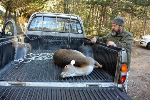 Sanremo: l'unica femmina di daino della fattoria di San Romolo trasferita in un agriturismo del Piemonte