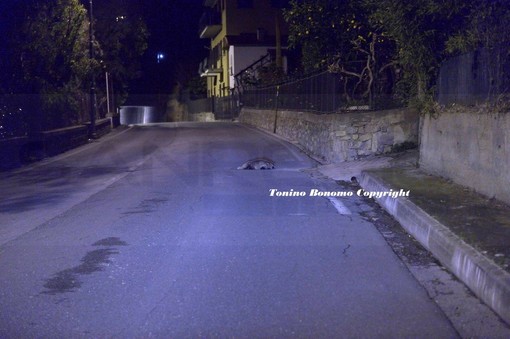 Sanremo: tasso investito ed ucciso questa notte in strada Senatore Ernesto Marsaglia (Foto)