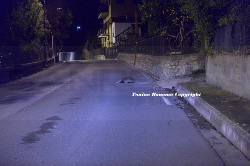 Sanremo: tasso investito ed ucciso questa notte in strada Senatore Ernesto Marsaglia (Foto) Sanremo: tasso investito ed ucciso questa notte in strada Senatore Ernesto Marsaglia (Foto)
