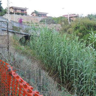 Ospedaletti: lettore segnala un torrente pieno di arbusti secchi ed a rischio incendio