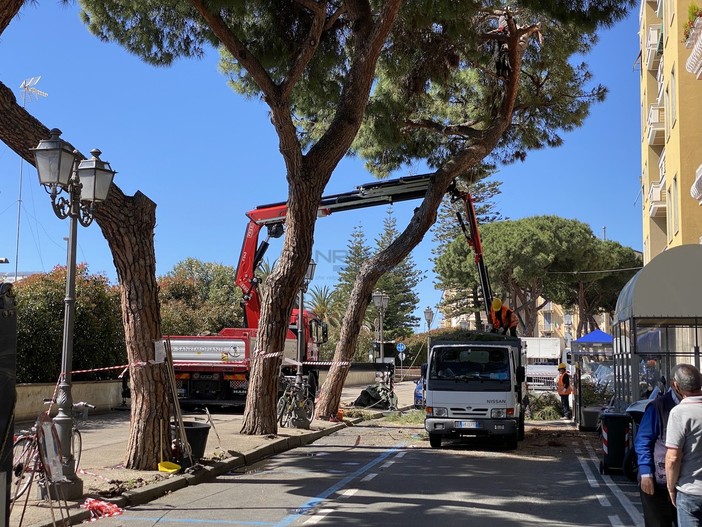 Alberi abbattuti: intervento di PAT, Italia Nostra e comitato spontaneo del verde Alberi abbattuti: intervento di PAT, Italia Nostra e comitato spontaneo del verde