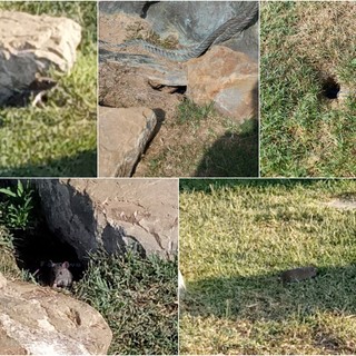 I topi immortalati ai giardini “Gino Napolitano” I topi immortalati ai giardini “Gino Napolitano”