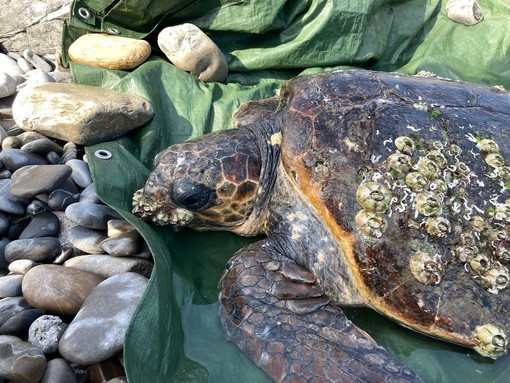 Tartarughe Caretta caretta, record di avvistamenti a giugno: cresce l’attesa per i primi nidi
