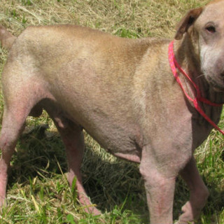 Toscio: lo 'sharpei' di 7 anni trovato dopo 5 anni da un imperiese al canile di Cadibona (Sv)