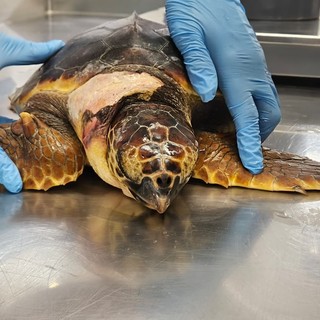 Dopo l’anno record, la Liguria si prepara al ritorno delle tartarughe marine: il 2026 ripeterà lo scorso?