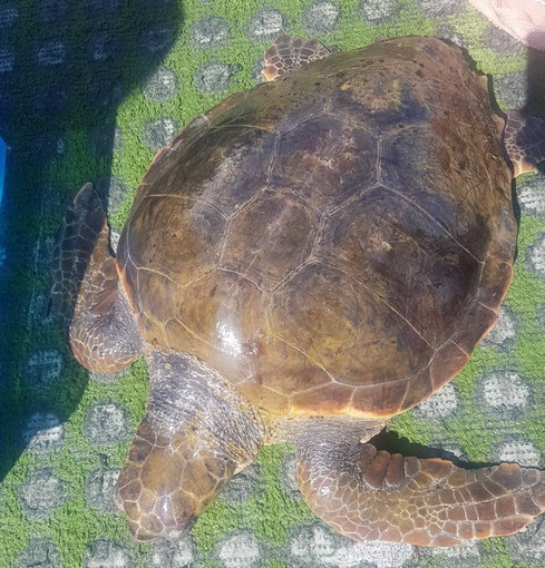 Salvata dalla Guardia Costiera una tartaruga nelle acque prospicienti il porto di Sanremo Salvata dalla Guardia Costiera una tartaruga nelle acque prospicienti il porto di Sanremo