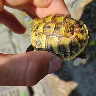Camporosso, “Emergenza Val Nervia" di Dolceacqua salva piccola tartaruga ferita (Video) Camporosso, “Emergenza Val Nervia" di Dolceacqua salva piccola tartaruga ferita (Video)