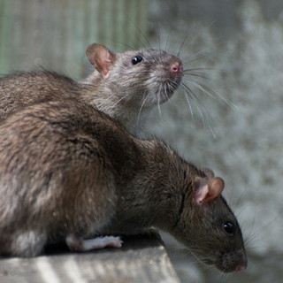 Bordighera, nel fine settimana prevista la derattizzazione in centro Bordighera, nel fine settimana prevista la derattizzazione in centro