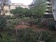 Vallecrosia: taglio degli alberi ai giardini pubblici, Quesada &quot;Bisognava installare delle telecamere!&quot;