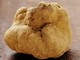Domenica prossima gita alla Fiera del Tartufo Bianco di Alba con Anga Imperia