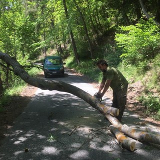 Strada Provinciale 54 bloccata dalla caduta di un albero: niente paura, problema risolto da tre amici (Foto) Strada Provinciale 54 bloccata dalla caduta di un albero: niente paura, problema risolto da tre amici (Foto)